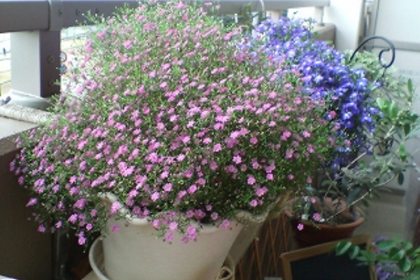 花 と 緑 と私 かすみ草