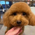 トリミング🐶