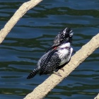 『投稿：撮影距離100m越えのヤマセミ＆ツツドリ、カオグロガビチョウ【追記】2025/10/07』の画像