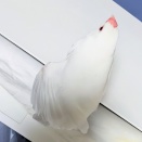 今日の文鳥