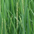 どんどん開花してます