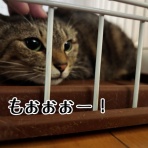 猫とお酒と日々のこと