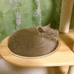 ”猫おでん”あり〼。