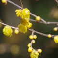 一週間前に撮影した蝋梅の花