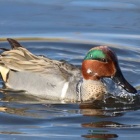 『令和6(2024)年2月28日の鳥さん Vol.4　国分川で野鳥の観察･撮影 色々現る!!アメリカコガモ､イソヒヨドリのオスも現る!!』の画像