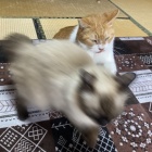 【猫日記】猫同士の毛繕いの注意