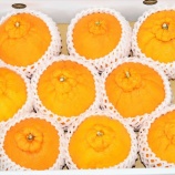 『国東の食環境(243)デコポン』の画像