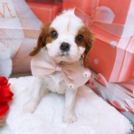 沖縄県宜野湾市　ワンラブ　MEGAドン・キホーテ宜野湾店　ブログ