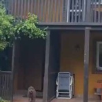 猫の動画 ねこわん！