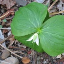 小峰城ギリギリ