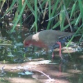 逆光‼️つがいのヒクイナを撮る🐦🐦（多々良沼公園）