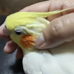 カズナル　～鳥達の襲撃