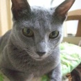 暴れん坊猫のレナの誕生日です～♪