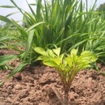 こんにゃくスポンジ屋のblog