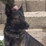 『1ドルの警察犬と市民の善意』の画像