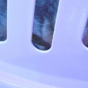 メルちゃん、バッグを持ってお出かけですか？