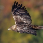 『投稿：AFBORG90FL＋ペンタックスK-3Ⅲによるイヌワシ4態　2023/01/23』の画像