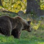 とうてつメカクラゲ