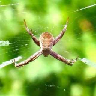蜻蛉漫遊記