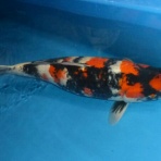 萩往還２５０ｋｍ完踏　!