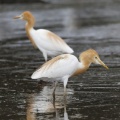 【探鳥】群馬県南東部の農耕地を巡る野鳥観察｜4か所で出会った3種類の野鳥