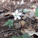 バイカオウレン(ゴカヨウオウレン)