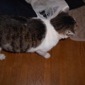 猫に小判を与えたら。 埋蔵金:千八百六拾壱両 お前えぇ~加減にしぃ~やぁ~。