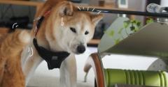 テーブルに頭がつっかえたシニア犬