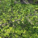 葛川ウォオッチング