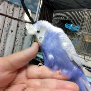 PBFDそらちゃんと☆あむしろインコ日記☆