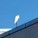 元日、15キロ走ってみた。