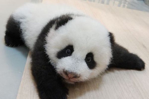 ふぉるもさ速報 パンダ