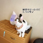 猫とお酒と日々のこと