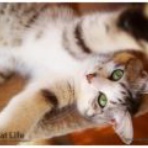 動きのボディワークおしごと日記