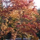 軽井沢タリアセンの紅葉　～令和徒然紀行～