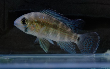 『8月19日(土)熱帯魚入荷情報！』の画像