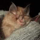 ちいさなhorseshoe