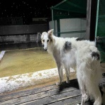 .•*.•*beny beny*•.*•.