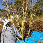 エゴマ・ベンガルの風にのって