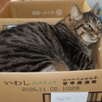 ニャンコ11匹気ままな生活♡