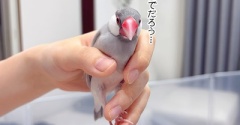 ジェントルマンになろう