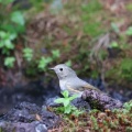 奥庭　ルリビタキ、ウソ