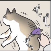 7年ぶりに出番が来た猫用ブラシ