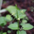 〇〇山麓で花活