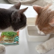 仲良しだからじゃれ合える2匹と「たまごの家」の卵