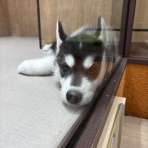 爬虫両生類専門店NATURE'S