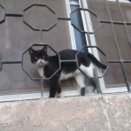 カイロ～天使たちの暮らす街～