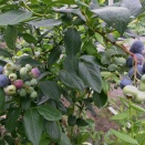 Blueberry 果実が色付き始める