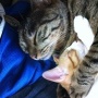 みいちゃんとチビすけの寝顔