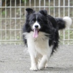 尾も白い奴等